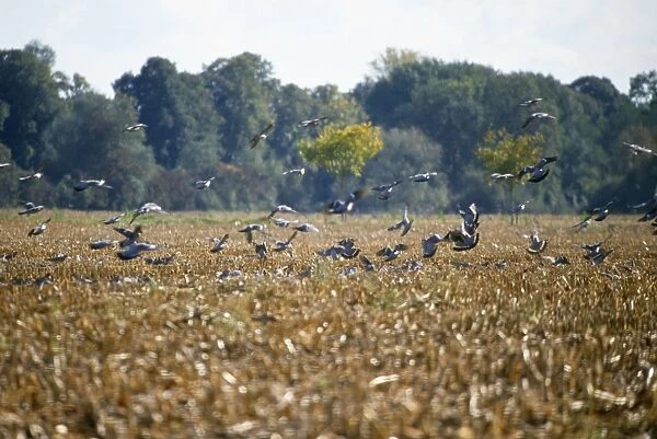 Wood Pigeon - flock, alighing on stubble field