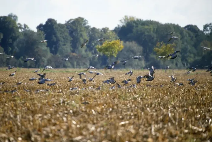 Framed Print : Wood Pigeon - flock, alighing on stubble field Framed Print : Wood Pigeon - flock, alighing on stubble field