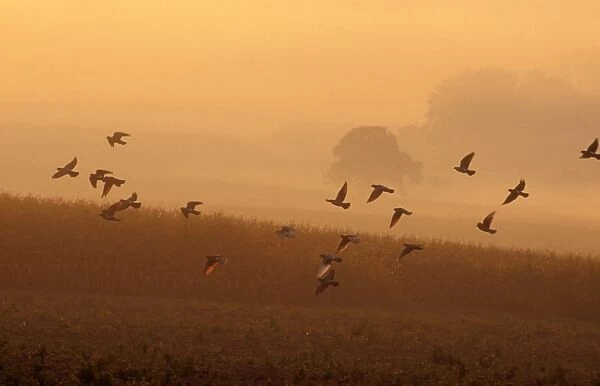 Wood Pigeon Flock in flight, early morning