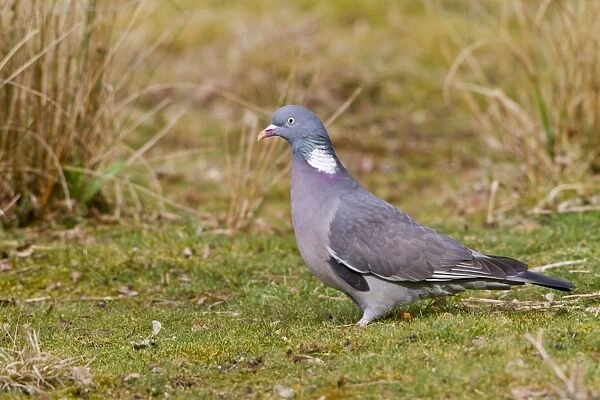 Wood Pigeon - on ground - Bedfordshire UK 09444
