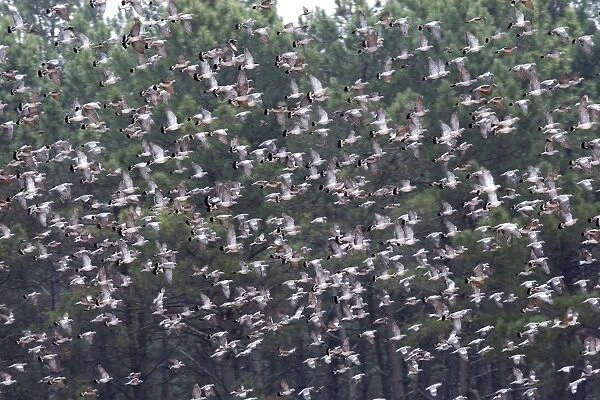 Wood Pigeon - large flock in flight - Landes - France