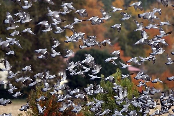 Wood Pigeon - large flock in flight - Landes - France