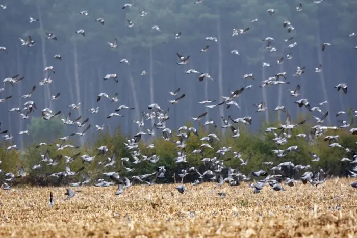Framed Print : Wood Pigeon - large flock in flight - Landes - France Framed Print : Wood Pigeon - large flock in flight - Landes - France