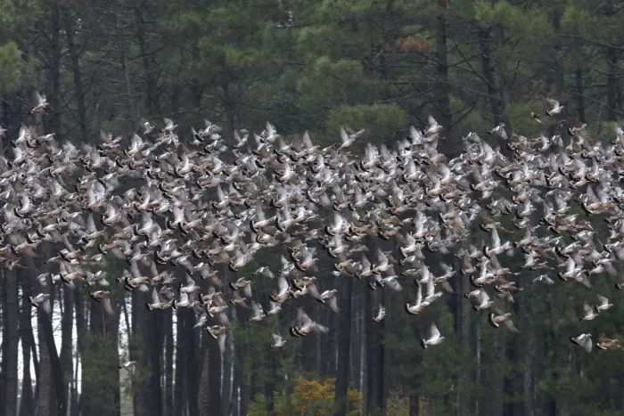 Framed Print : Wood Pigeon - large flock in flight - Landes - France Framed Print : Wood Pigeon - large flock in flight - Landes - France