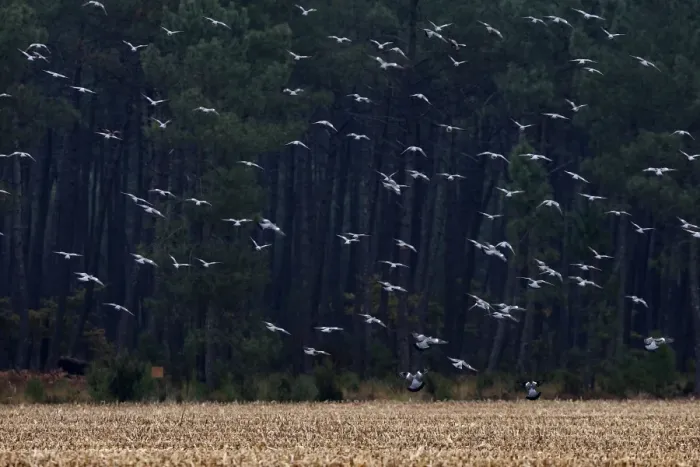 Framed Print : Wood Pigeon - large flock in flight - Landes - France Framed Print : Wood Pigeon - large flock in flight - Landes - France