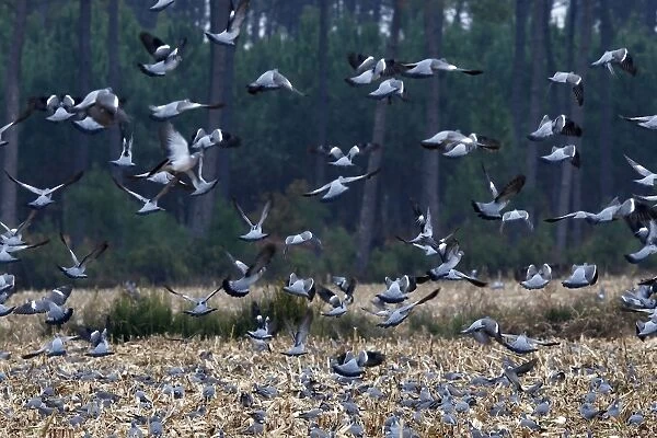 Wood Pigeon - large flock in flight landing in field - Landes - France
