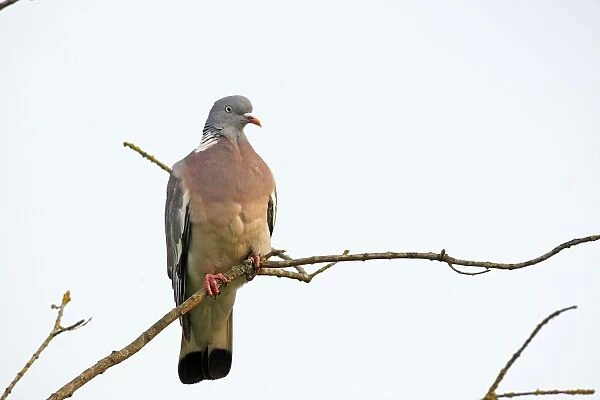 Wood pigeon - perched in tree
