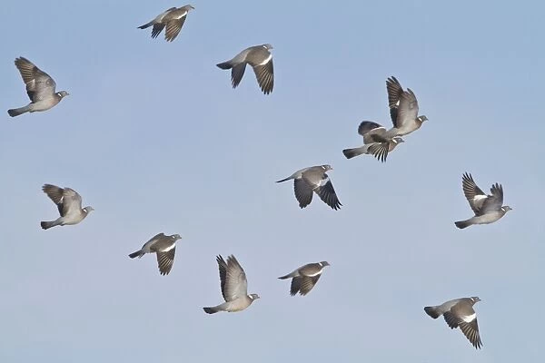 Wood Pigeon - small flock in flight - Bedfordshire UK 8935