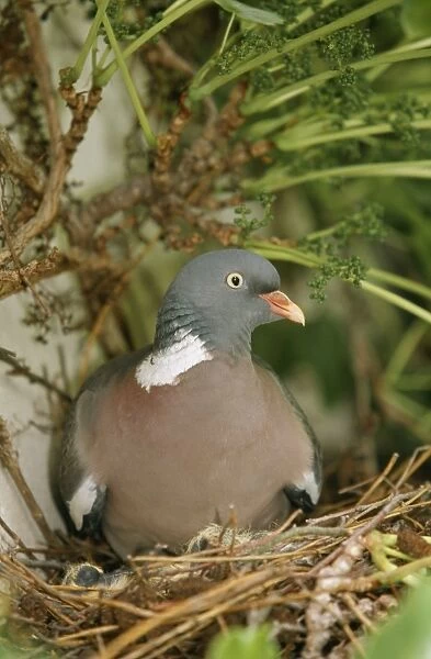 Wood Pigeon WAT 6830 On nest Columba palumbus © M. Watson  /  ARDEA LONDON