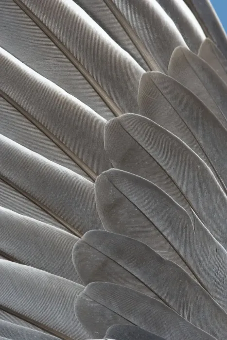 Framed Print : Wood Pigeon Wing of dead bird showing feather arrangement Norfolk UK Framed Print : Wood Pigeon Wing of dead bird showing feather arrangement Norfolk UK