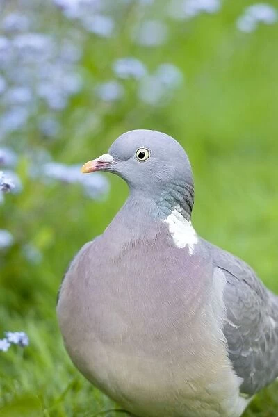 Wood Pigeons In garden with Forget-me-nots behind Norfolk UK