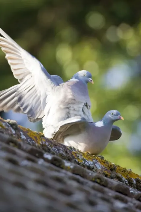 Framed Print : Wood Pigeons Mating on Roof Norfolk UK Framed Print : Wood Pigeons Mating on Roof Norfolk UK