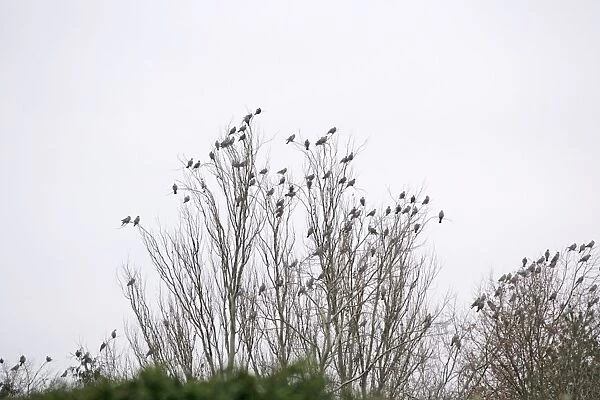 Wood Pigeons – roosting Bedfordshire UK 003188