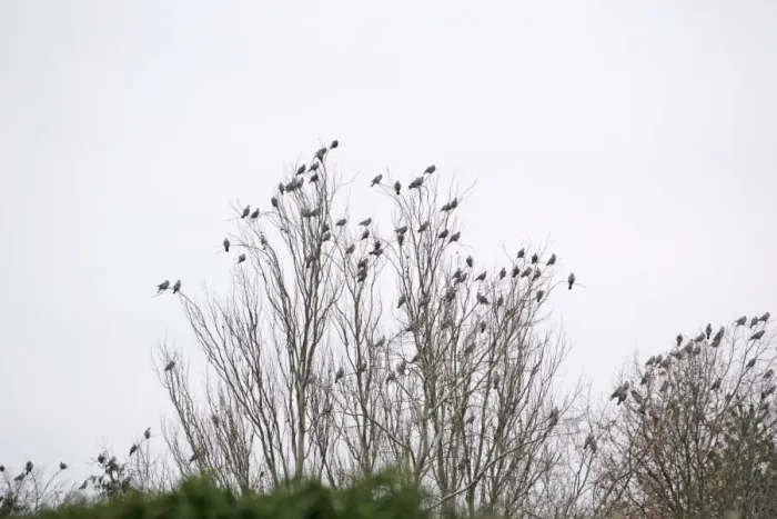 Framed Print : Wood Pigeons – roosting Bedfordshire UK 003188 Framed Print : Wood Pigeons – roosting Bedfordshire UK 003188