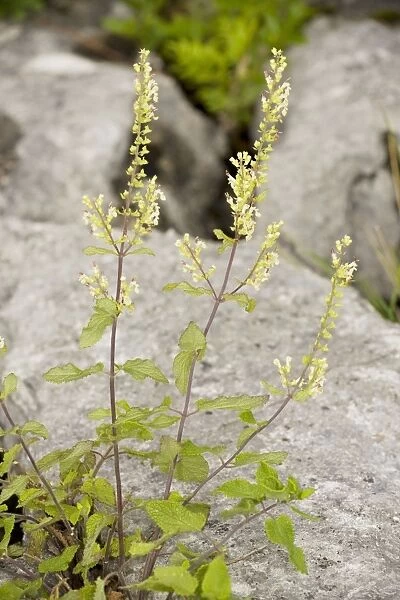 Wood Sage (Teucrium scorodonia) in flower, on limestone pavement, Cumbria