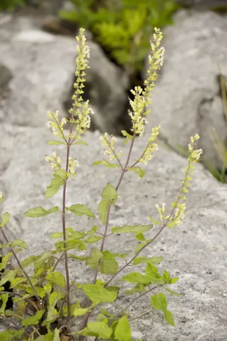 Framed Print : Wood Sage (Teucrium scorodonia) in flower, on limestone pavement, Cumbria Framed Print : Wood Sage (Teucrium scorodonia) in flower, on limestone pavement, Cumbria