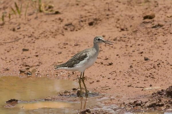 Wood Sandpiper This bird on a temporary roadside puddle beside the Gibb River Road, Kimberley, Western Australia