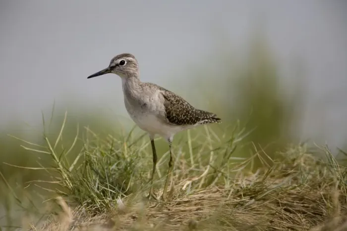 Framed Print : Wood Sandpiper Breeds in the far north of Europe and Asia from Scotland to Siberia and winters in Africa and Asia with small numbers reaching Australia where it prefers the edges of inland wetlands Framed Print : Wood Sandpiper Breeds in the far north of Europe and Asia from Scotland to Siberia and winters in Africa and Asia with small numbers reaching Australia where it prefers the edges of inland wetlands