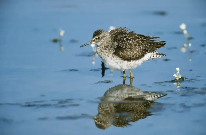 Framed Print : Wood Sandpiper CK 3360 Tringa glareola © Chris Knights / ardea. com Framed Print : Wood Sandpiper CK 3360 Tringa glareola © Chris Knights / ardea. com
