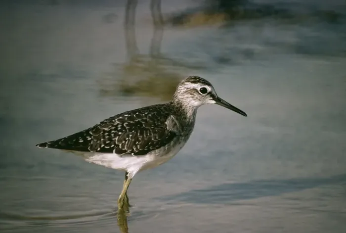 Framed Print : Wood Sandpiper GKB 106 Tringa glareola © G. K. Brown / ardea. com Framed Print : Wood Sandpiper GKB 106 Tringa glareola © G. K. Brown / ardea. com