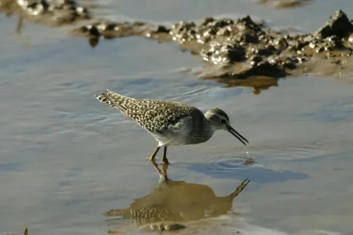 Framed Print : Wood Sandpiper Near the Sewage Ponds, Mt Isa, Queensland, Australia Framed Print : Wood Sandpiper Near the Sewage Ponds, Mt Isa, Queensland, Australia
