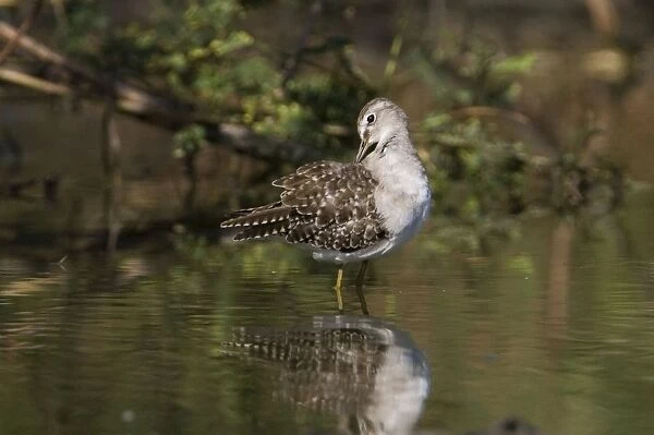 Wood Sandpiper preening Breeds in the far north of Europe and Asia from Scotland to Siberia and winters in Africa and Asia with small numbers reaching Australia where it prefers the edges of inland wetlands