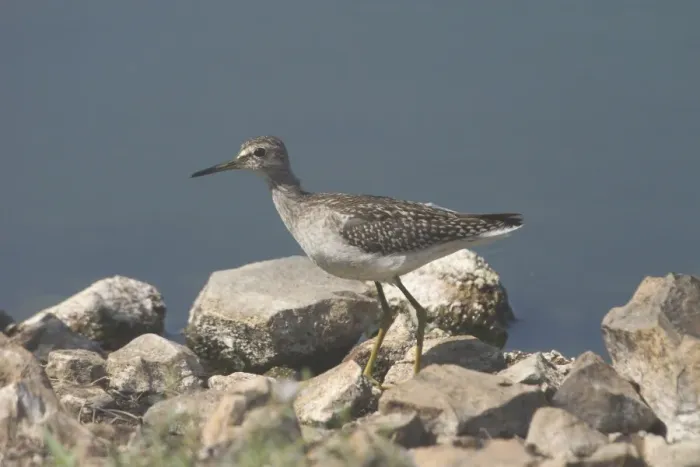 Framed Print : Wood Sandpiper An uncommon migrant from arctic Russia usually found inland, around lakes, wetlands, sewage ponds and farm dams. Photographed at Kupungarri sewage ponds, Kimberleys, western Australia