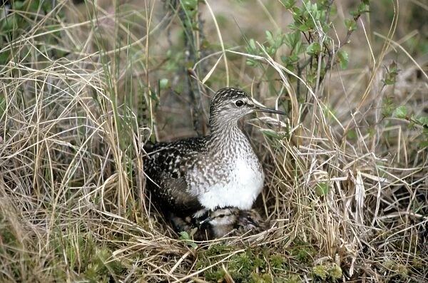 Wood Sandpiper - with young