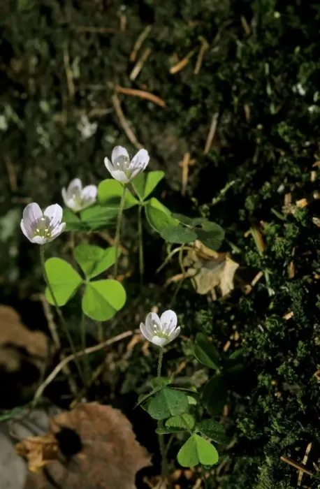 Framed Print : Wood sorrel flowering; typical plant on taiga-forest floor near river Bolshoi Ugan, near Ugut settlement; Uganskii Nat. reserve, Siberia, Russia; spring Ug37. 0939 Framed Print : Wood sorrel flowering; typical plant on taiga-forest floor near river Bolshoi Ugan, near Ugut settlement; Uganskii Nat. reserve, Siberia, Russia; spring Ug37. 0939