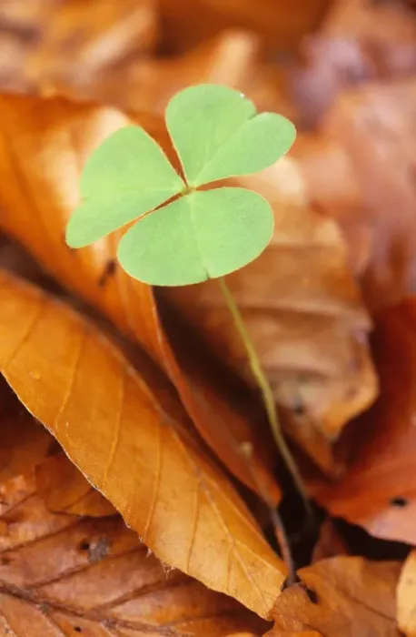 Framed Print : Wood Sorrel - new leaves among old Beech leaves Framed Print : Wood Sorrel - new leaves among old Beech leaves