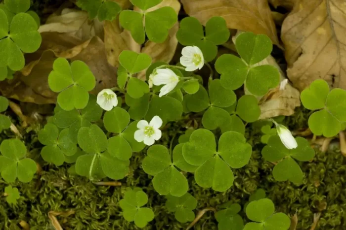 Framed Print : Wood sorrel (Oxalis acetosella). Lake Disrict Framed Print : Wood sorrel (Oxalis acetosella). Lake Disrict