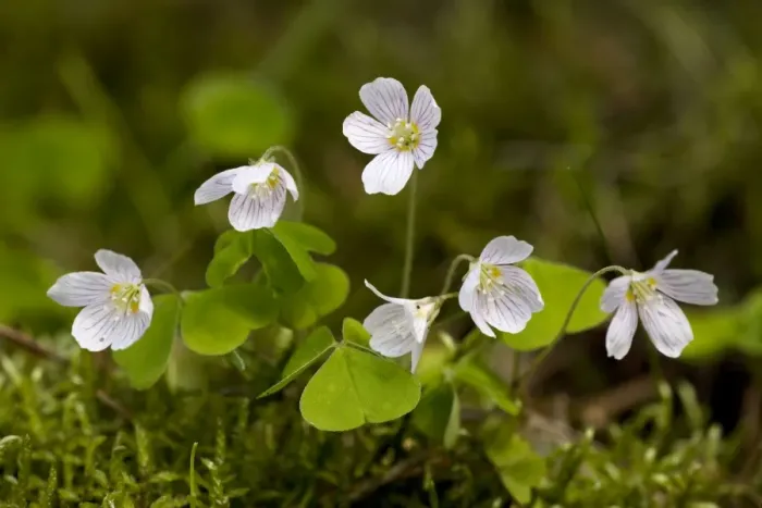 Framed Print : Wood sorrel (Oxalis acetosella); old woodland indicator in UK Framed Print : Wood sorrel (Oxalis acetosella); old woodland indicator in UK