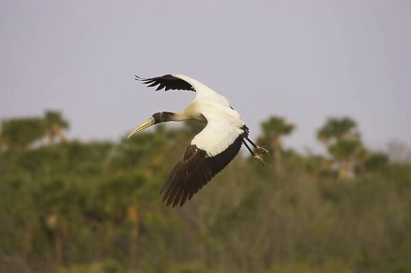 Wood Stork - in flight. Merrit Island NWR, florida, USA BI001582