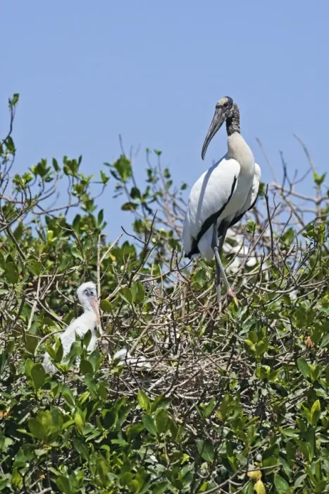 Framed Print : Wood Stork flight. Nayarit Mexico in March