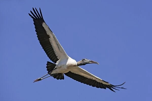 Wood Stork in flight. Nayarit Mexico in March