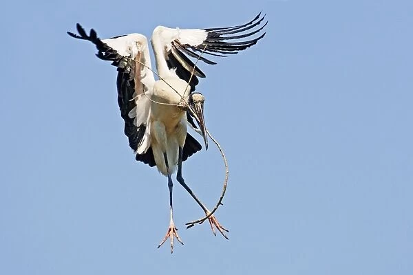 Wood Stork in flight. Nayarit Mexico in March