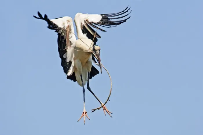 Framed Print : Wood Stork in flight. Nayarit Mexico in March Framed Print : Wood Stork in flight. Nayarit Mexico in March