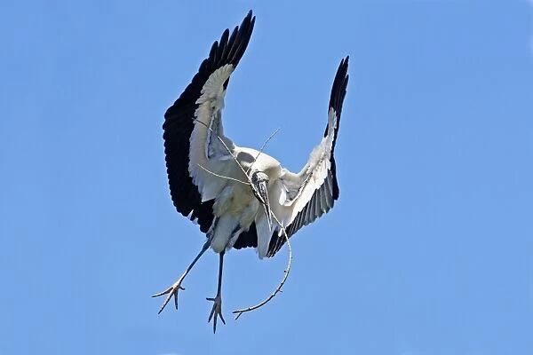 Wood Stork in flight with nest material. Nayarit Mexico in March
