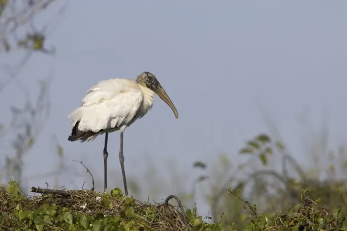 Framed Print : Wood Stork - On nest. Everglades National Park, florida, USA Framed Print : Wood Stork - On nest. Everglades National Park, florida, USA