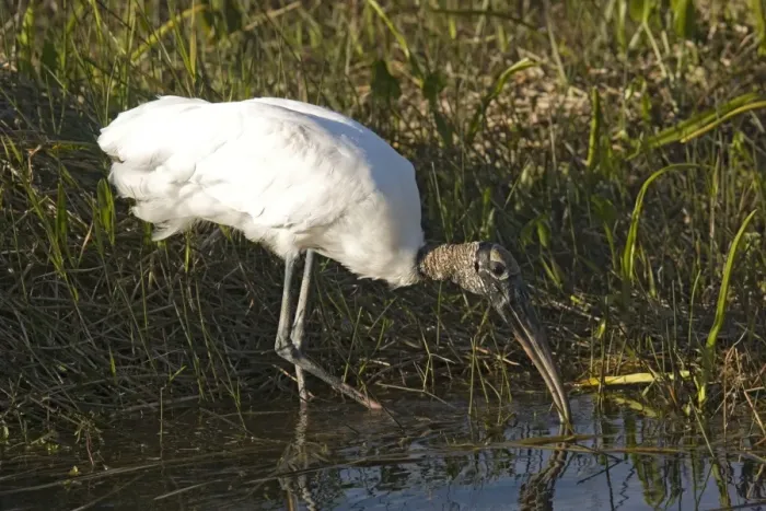Framed Print : Wood Stork. In water, USA Framed Print : Wood Stork. In water, USA