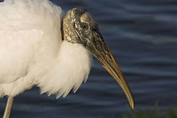Wood Stork. In water. USA