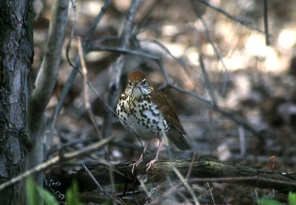Wood Thrush Adult May Long Point, Canada