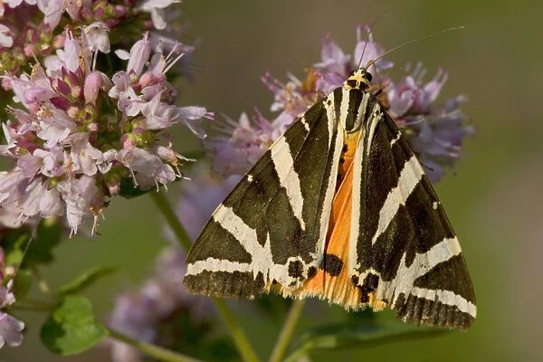 Wood Tiger - this colourful beige and orange coloured tiger moth sits on a pink coloured flower gathering nectar - Baden-Wuerttemberg, Germany