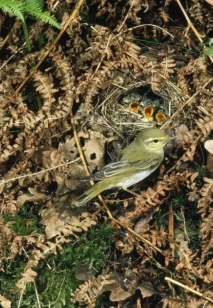 Wood Warbler - at nest with young