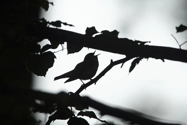 Wood Warbler - silhouette of bird singing from branch, Lower Saxony, Germany
