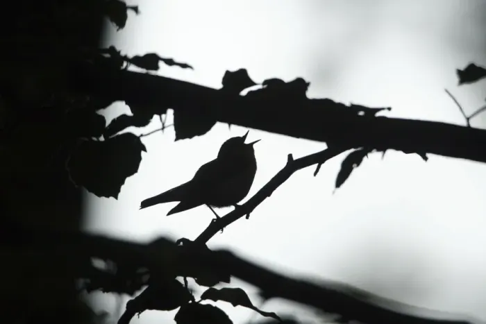 Framed Print : Wood Warbler - silhouette of bird singing from branch, Lower Saxony, Germany Framed Print : Wood Warbler - silhouette of bird singing from branch, Lower Saxony, Germany