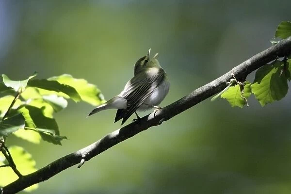 Wood Warbler - singing from a branch, Lower Saxony, Germany