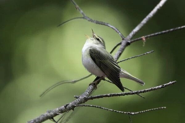 Wood Warbler - singing from a branch, Lower Saxony, Germany