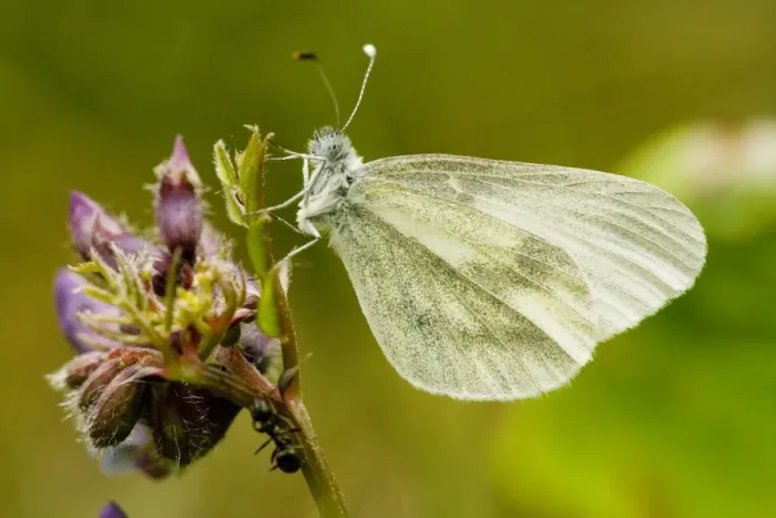 Framed Print : Wood White Butterfly - spring generation, on bush vetch Framed Print : Wood White Butterfly - spring generation, on bush vetch
