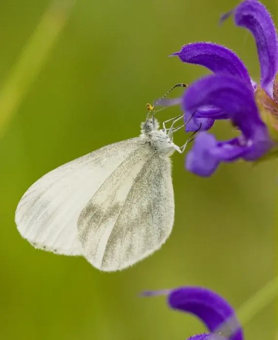 Framed Print : Wood White (Leptidea sinapis) on Meadow Clary, France Framed Print : Wood White (Leptidea sinapis) on Meadow Clary, France